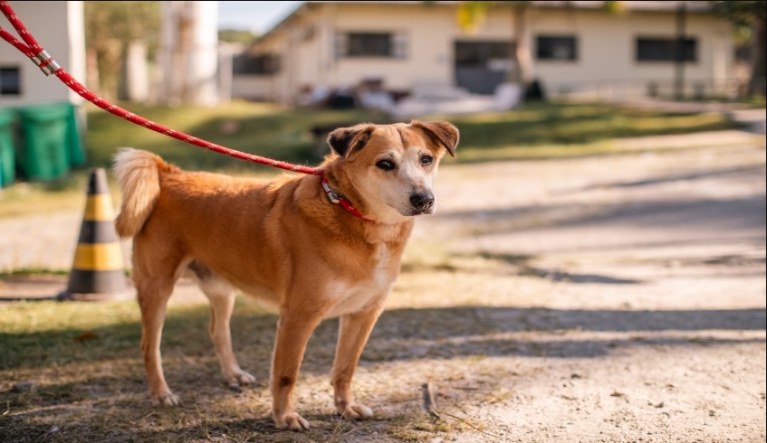 Também devem ser apresentados declaração de renda, fotografias atuais dos animais sob responsabilidade do protetor, quando houver, e fotografias atuais do local onde os animais permanecem.