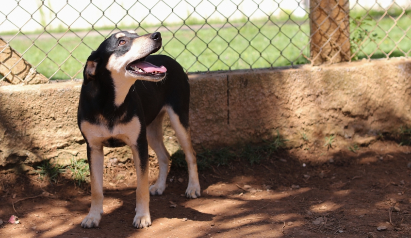 Organizado pela Coordenadoria de Proteção e Bem-Estar Animal, o evento oferece à população a oportunidade de conhecer os pets acolhidos pelo núcleo. Todos os animais disponíveis para adoção passaram por avaliação da equipe técnica.
